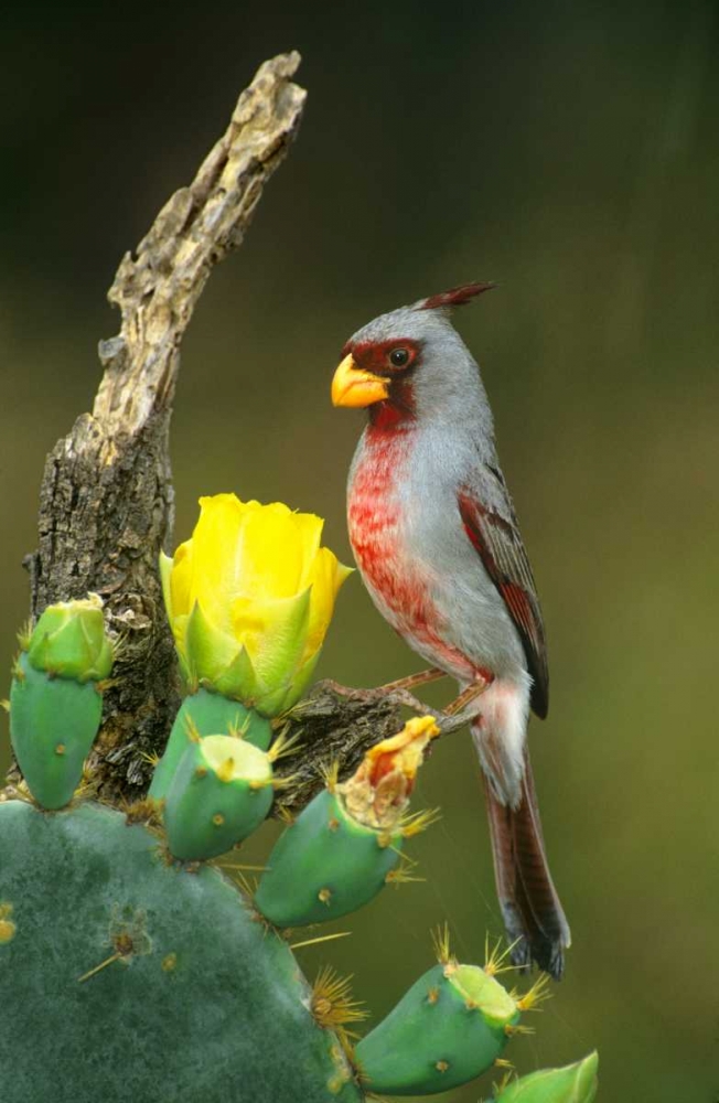 Art Print: TX, McAllen Pyrrhuloxia on dead branch opuntia