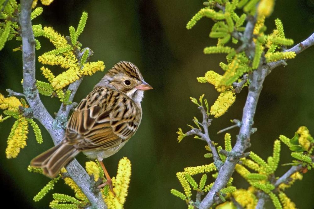 Art Print: TX, McAllen Clay-colored sparrow on huisache