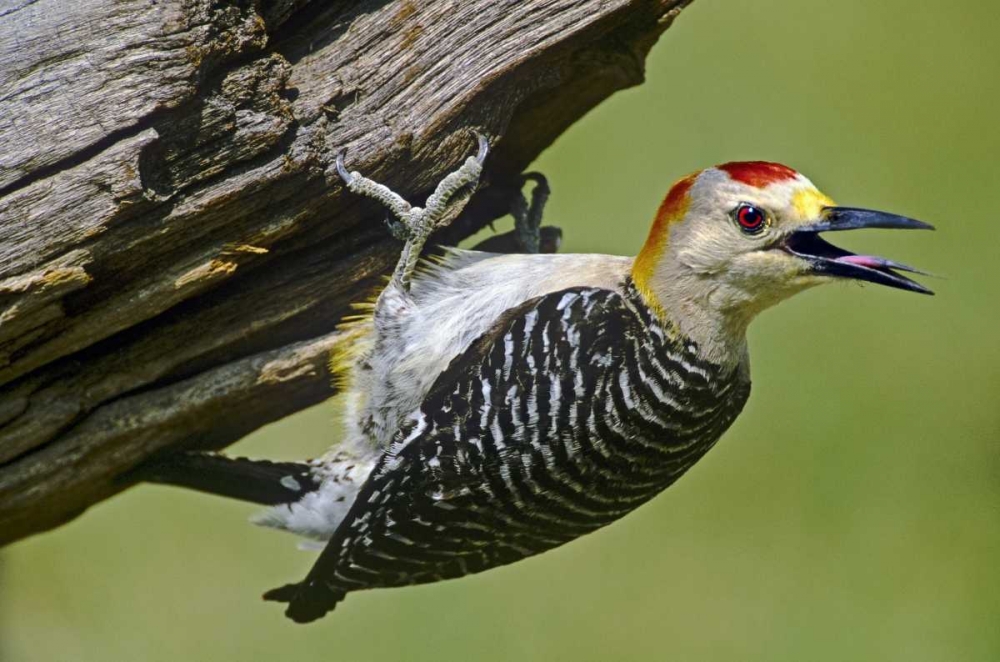 Art Print: TX, McAllen Gold-fronted woodpecker on log