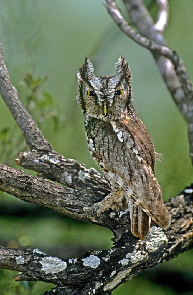 Art Print: TX, McAllen Eastern screech owl perched