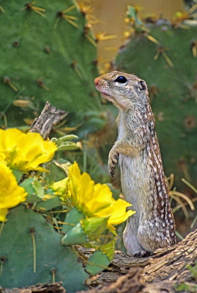 Art Print: TX, McAllen Mexican ground squirrel by flowers