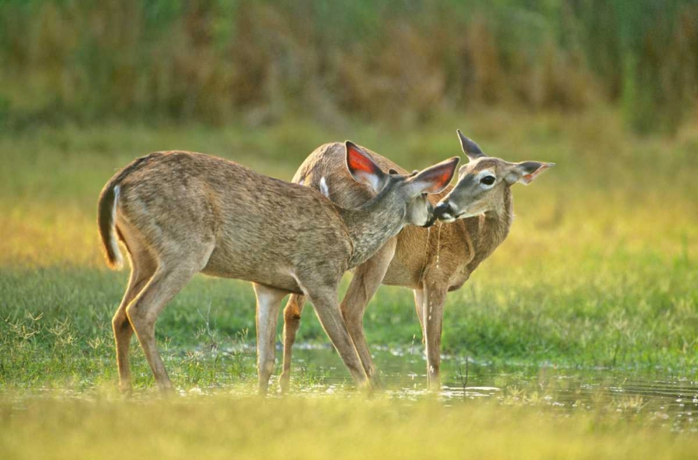 Art Print: TX, McAllen Wild whitetail deer pair at a pond