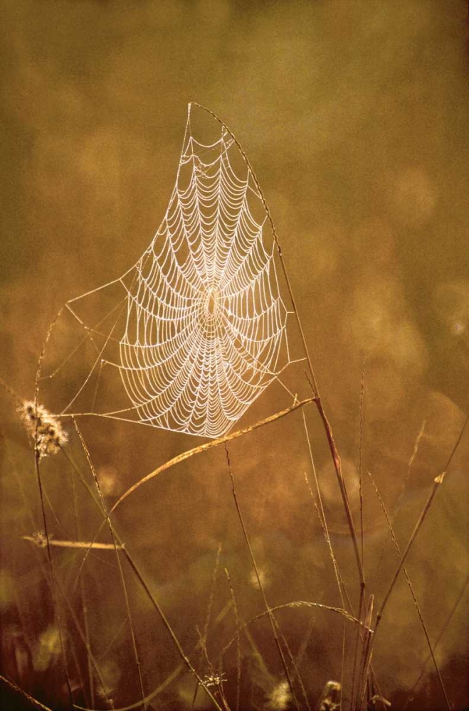 Art Print: TX, Rio Grande Valley Backlit spider web