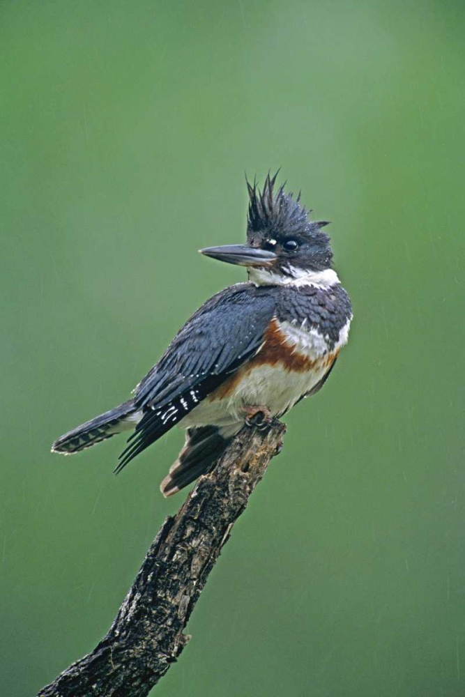 Art Print: TX, McAllen Belted kingfisher female perched