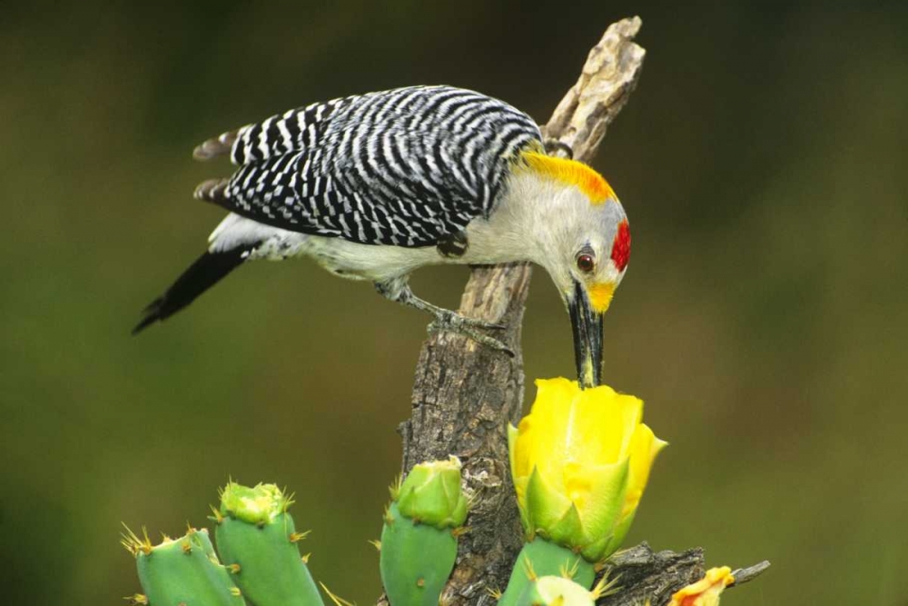 Art Print: TX, McAllen Male gold-fronted woodpecker eats