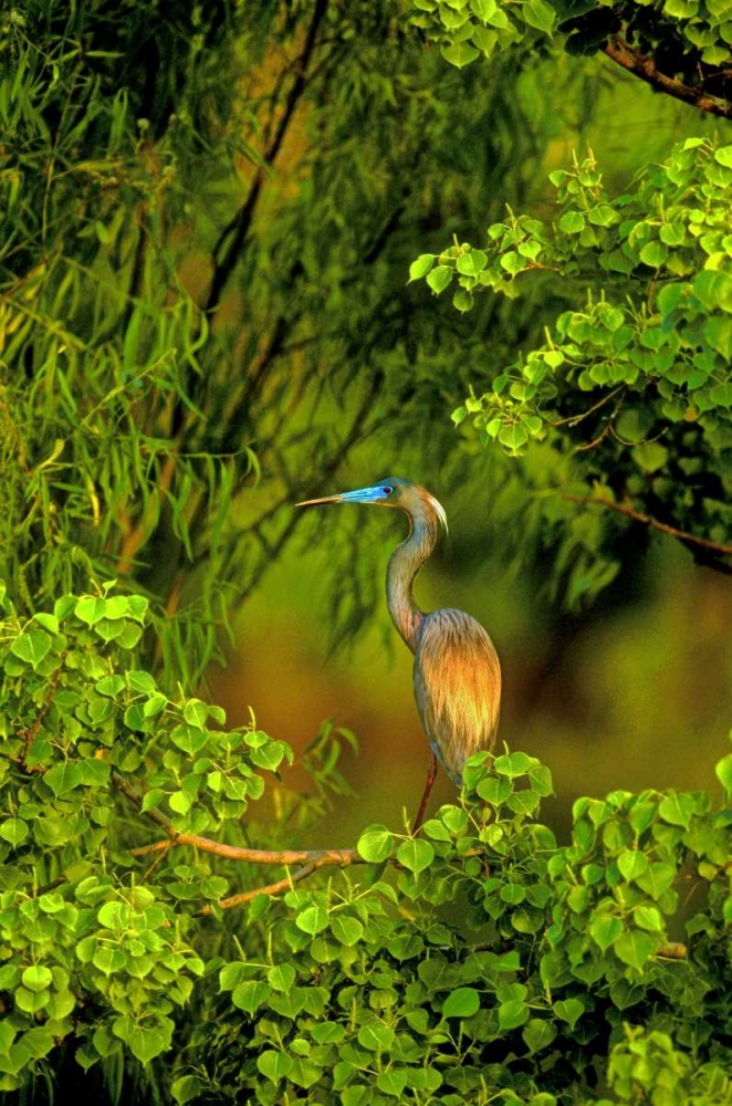 Art Print: Texas Tricolored heron perched in trees