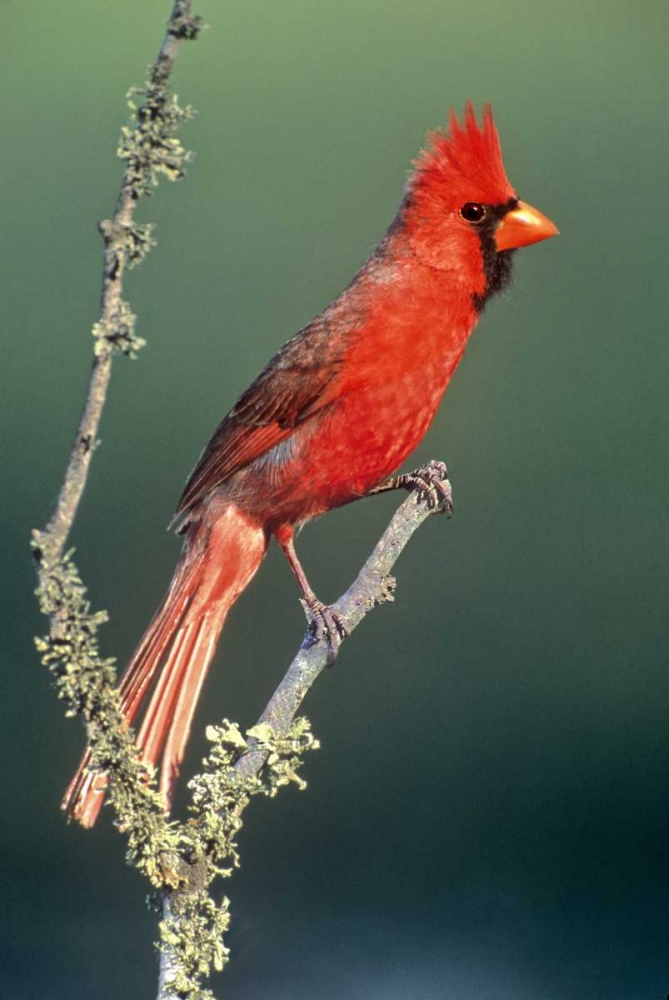 Art Print: TX, McAllen Cardinal on lichen-covered branch