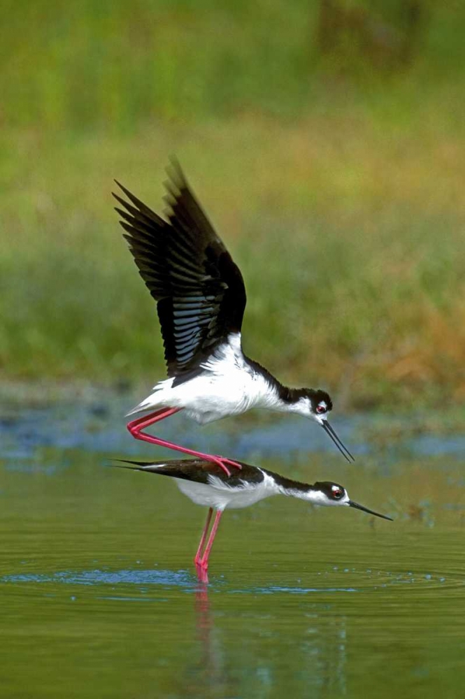 Art Print: TX, McAllen Wild black-necked stilts mating