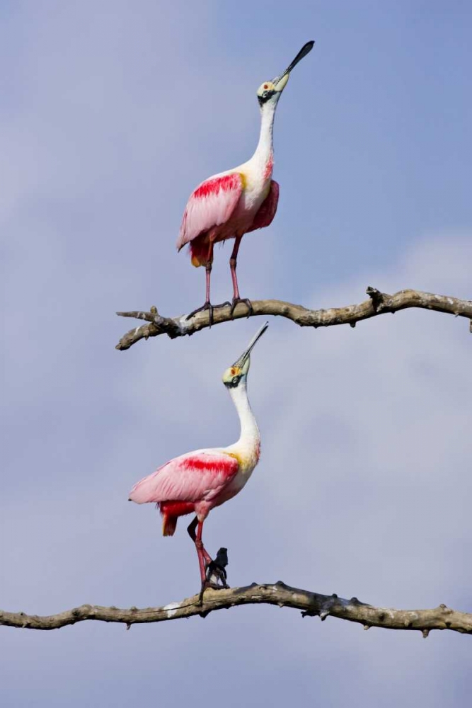 Art Print: TX, High Island, Roseate spoonbill pair
