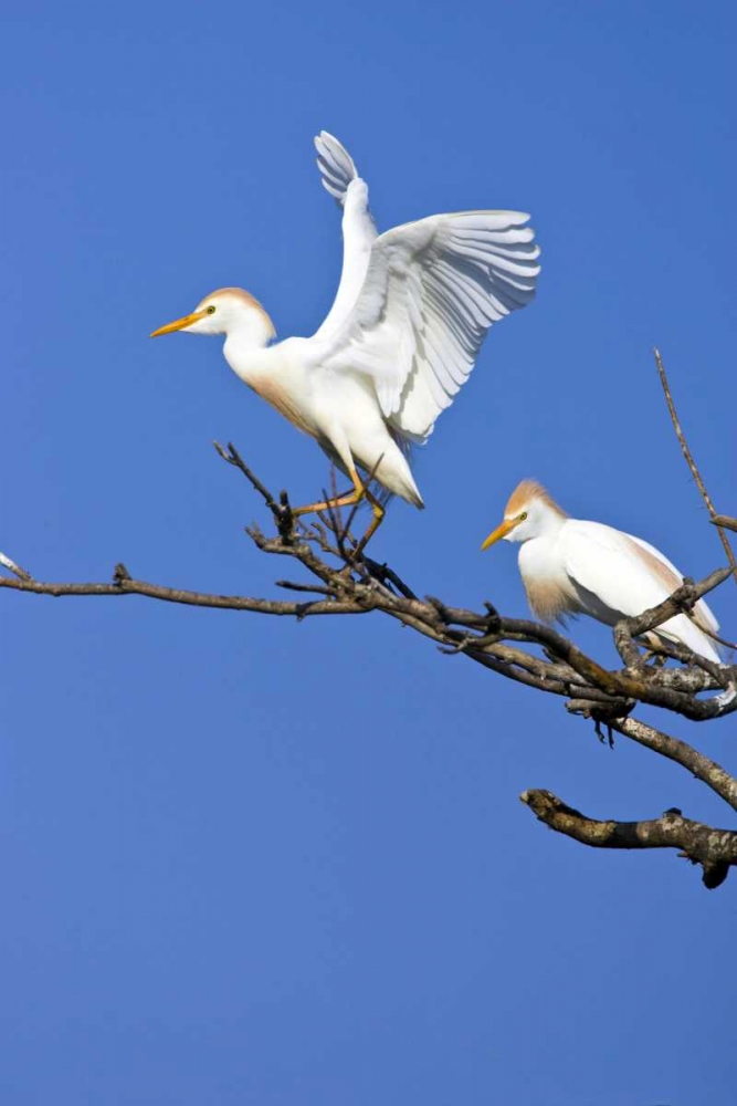 Art Print: TX, High Island, Cattle egret pair in rookery