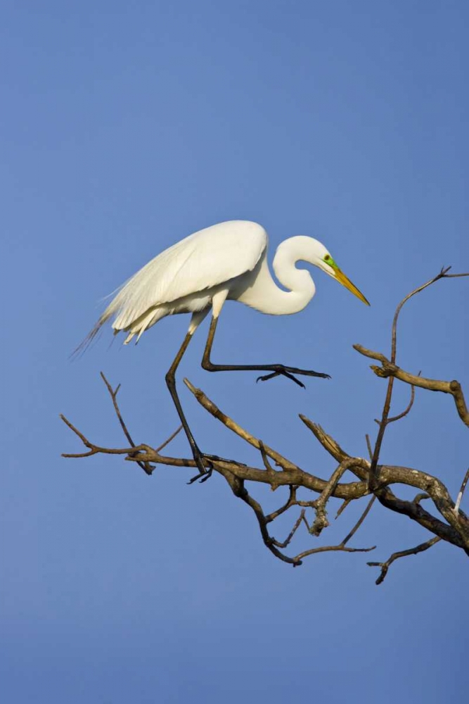 Art Print: TX, High Island Great egret in breeding plumage