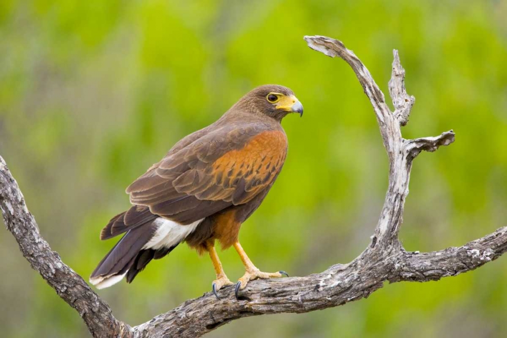 Art Print: TX, Mission Harris hawk on branch