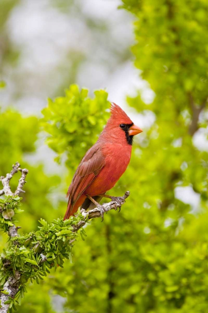 Art Print: TX, Mission Northern cardinal perched in tree