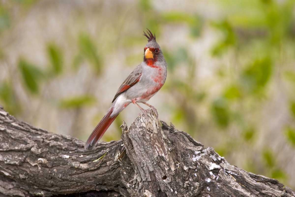 Art Print: TX, Mission, Male pyrrhuloxia bird on log