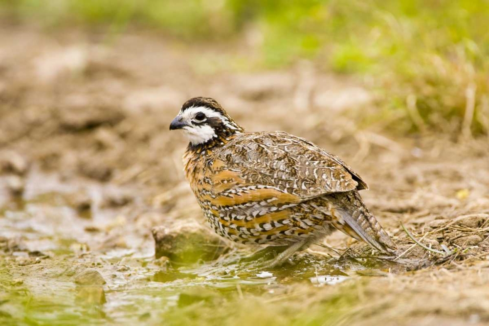 Art Print: TX, Mission, Male northern bobwhite