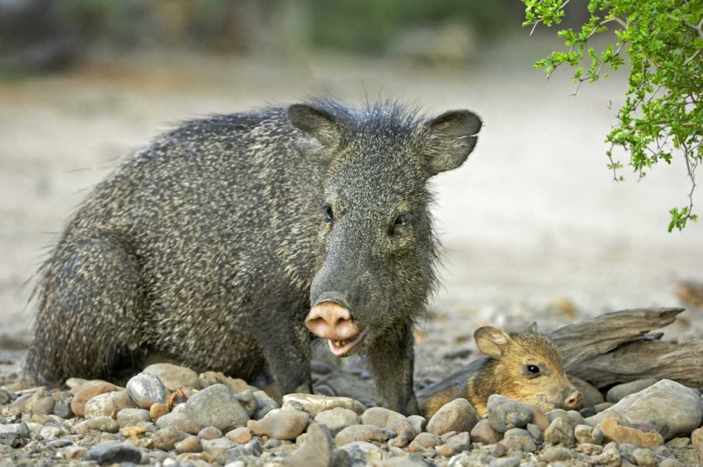 Art Print: TX, Rio Grande Valley Javelinas amid rocks