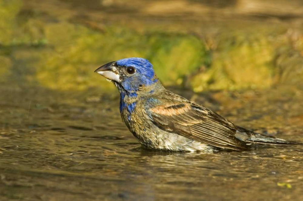 Art Print: Texas, Rio Grande Valley Blue grosbeak bathing