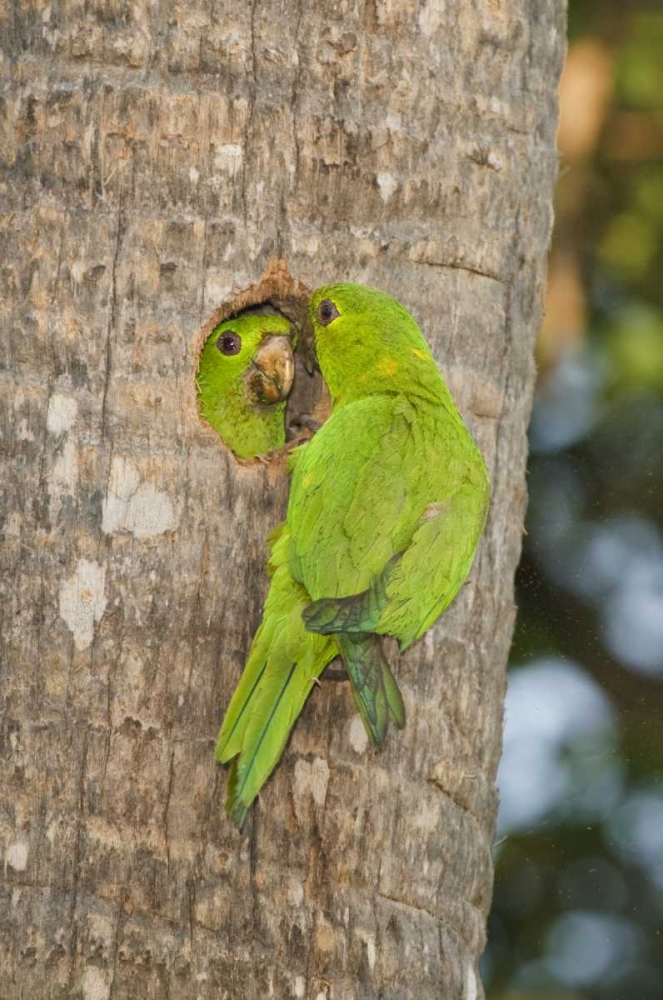 Art Print: TX, McAllen Green parakeets at cavity nest