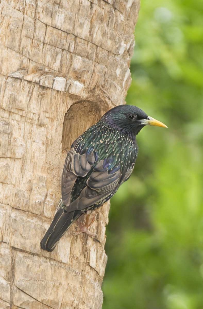 Art Print: TX, McAllen European starling making a nest