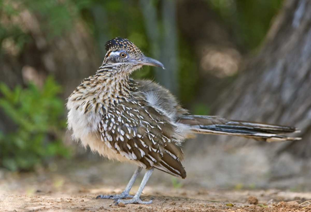 Art Print: Texas, Rio Grande Valley Greater roadrunner bird
