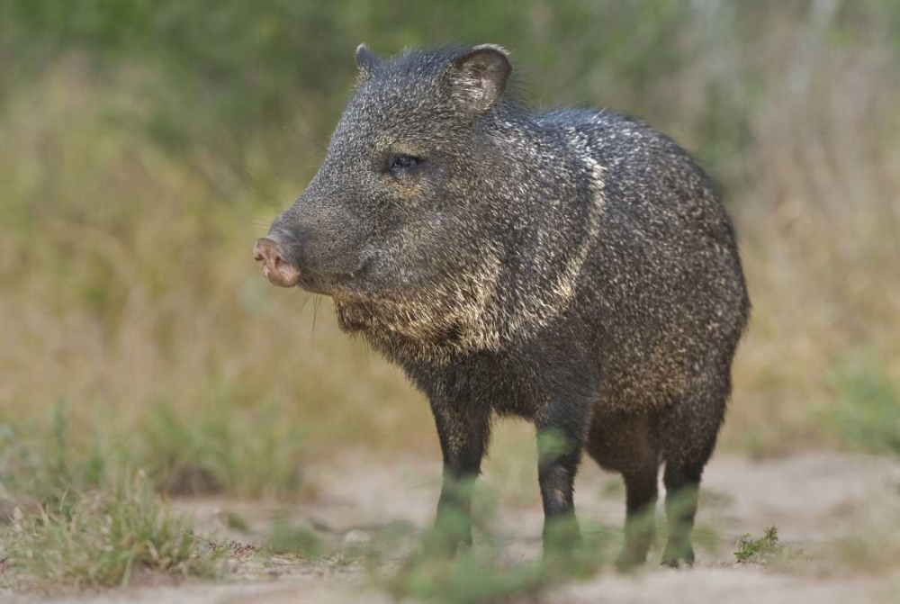 Art Print: Texas, Rio Grande Valley Close-up of javelina