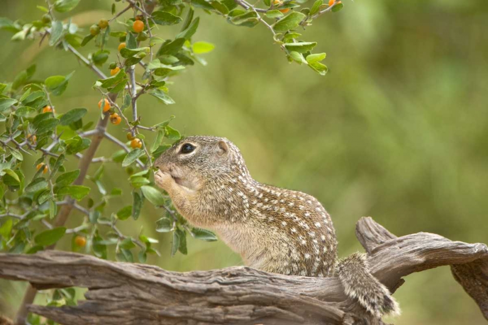 Art Print: Texas, Mexican ground squirrel eating leaf