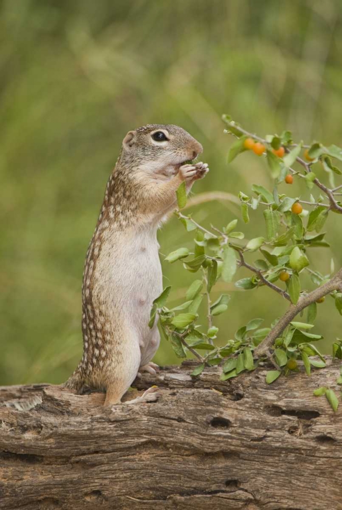 Art Print: Texas, Mexican ground squirrel eating leaf