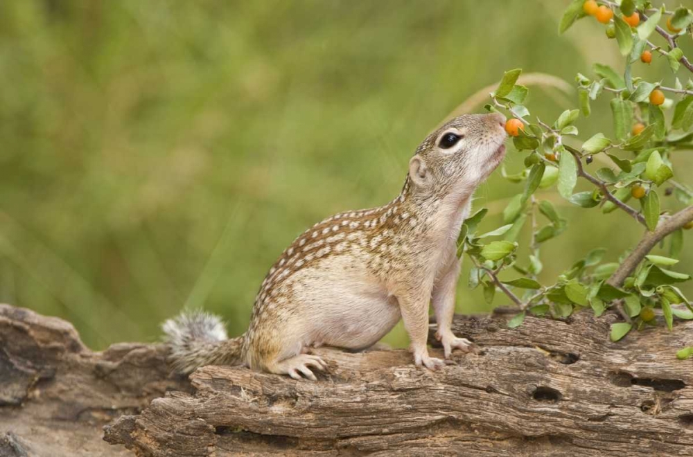 Art Print: TX, Rio Grande Valley Mexican ground squirrel