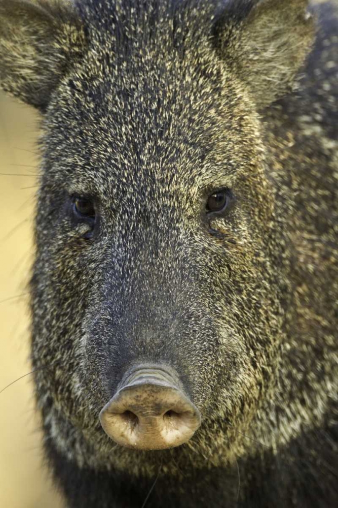 Art Print: Texas Frontal view of collard peccary