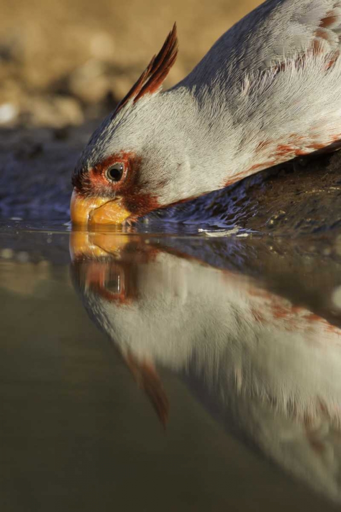 Art Print: Texas Male pyrrhuloxis bird drinking