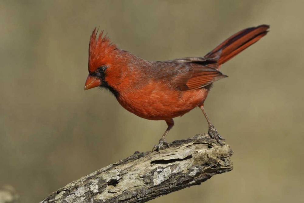 Art Print: Texas Northern cardinal on branch