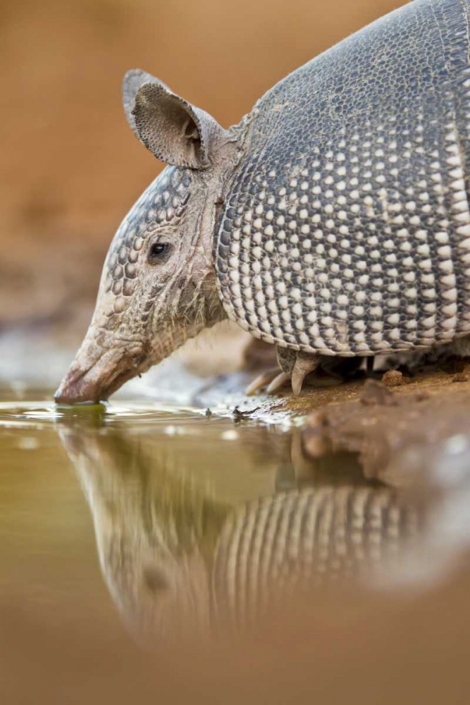 Art Print: Texas Nine-banded armadillo drinking