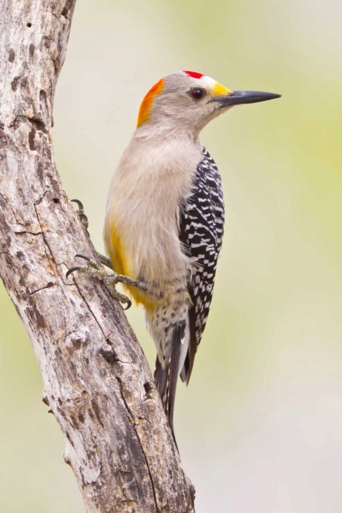 Art Print: TX, Mission Golden-fronted woodpecker on branch