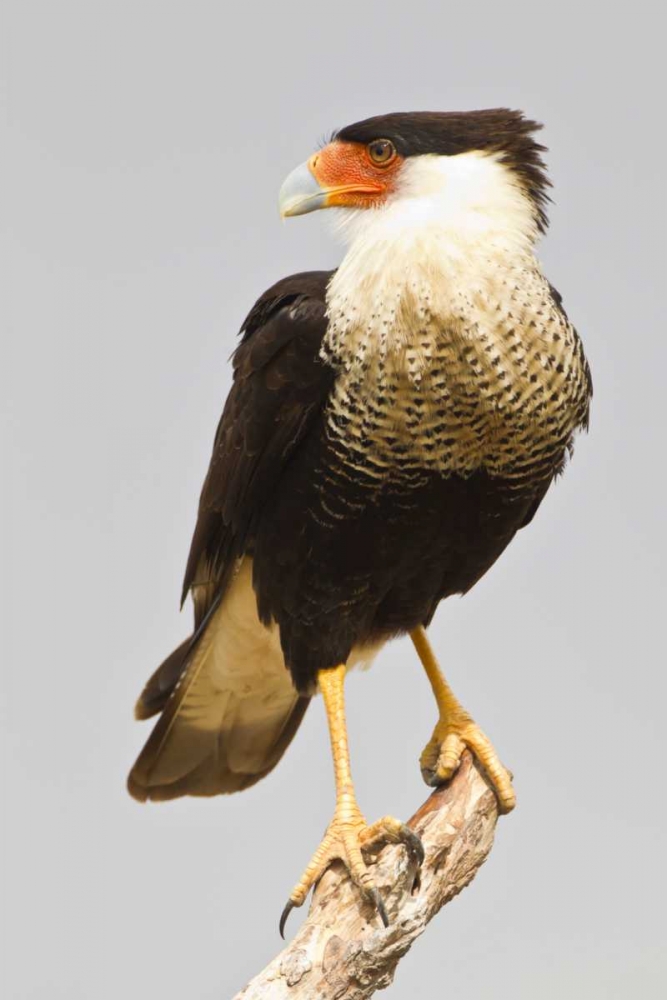Art Print: TX, Mission Crested caracara standing on branch