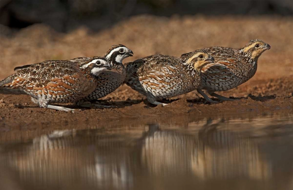 Art Print: Texas Northern bobwhites gather at a pond
