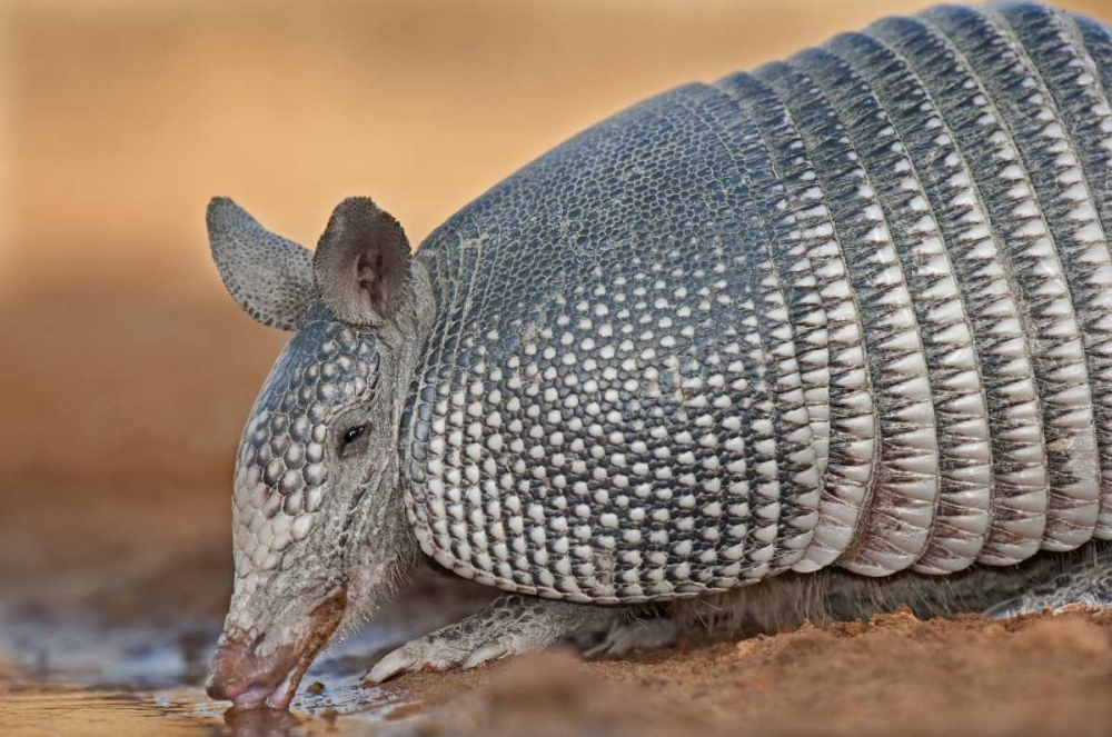 Art Print: Texas Wild nine-banded armadillo drinking