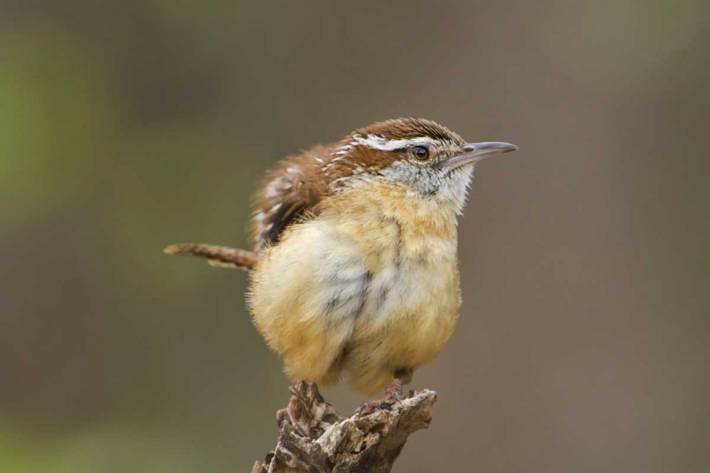 Art Print: TX Carolina wren ruffles its feathers