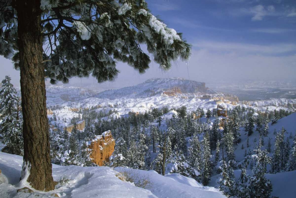 Wall art: USA, Utah, Bryce Canyon in Winter, by Rotenberg, Nancy