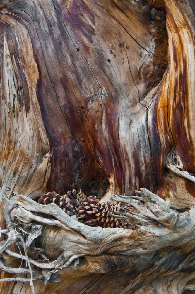 Art Print: USA, Utah, Zion NP Trunk with fallen pine cones