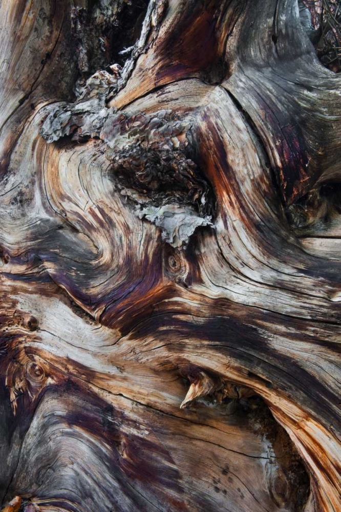 Art Print: USA, Utah, Zion NP Gnarled dead tree stump