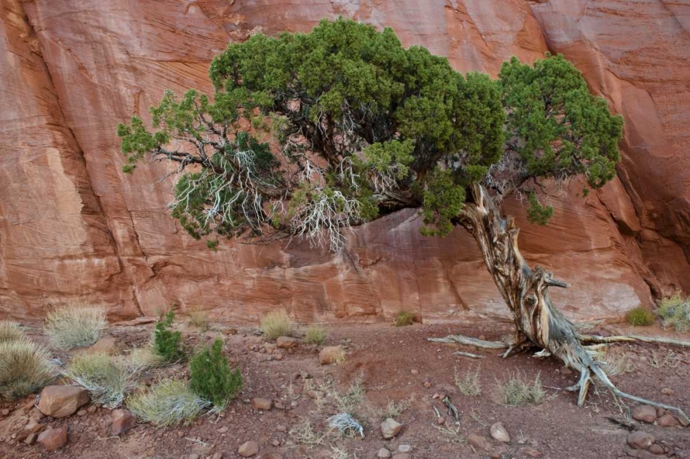Art Print: UT, Monument Valley Juniper tree in barren land