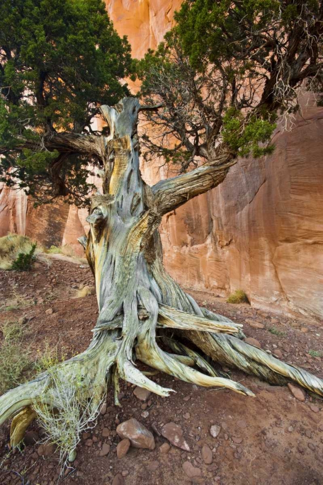Art Print: UT, Monument Valley Juniper tree in barren land