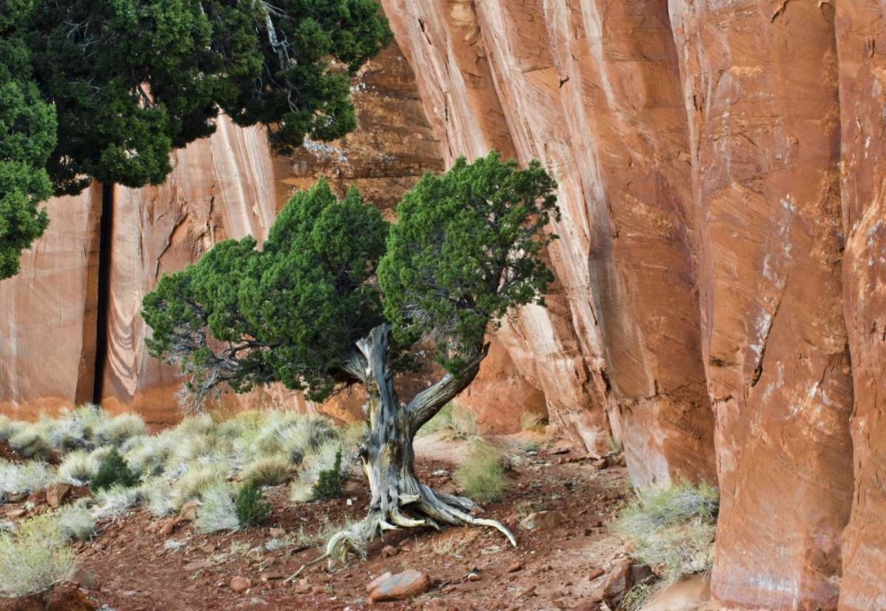 Art Print: UT, Monument Valley Juniper in sandstone canyon