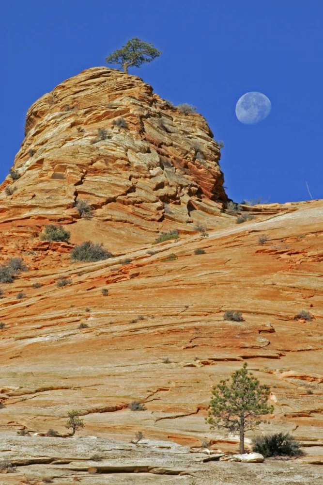 Art Print: UT, Zion NP Moonset on rock formation