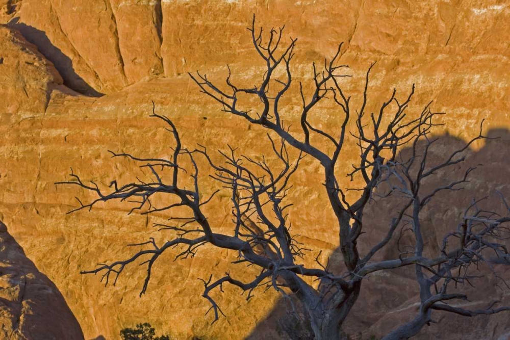 Art Print: UT, Arches NP Juniper tree skeleton at sunset
