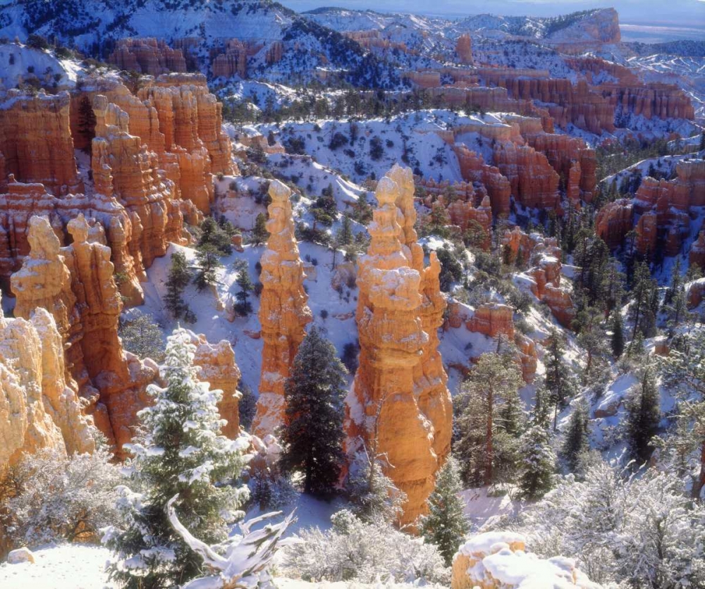 Art Print: USA, Utah, Bryce Canyon NP Winter