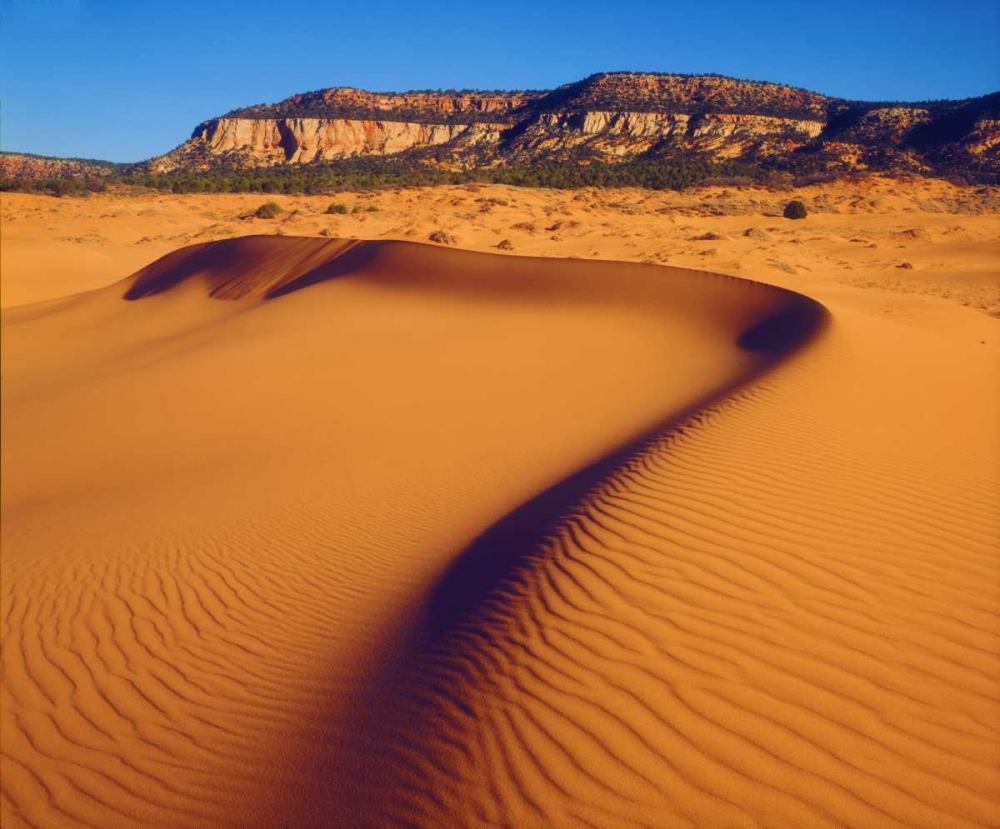 Art Print: USA, Utah Coral Pink Sand Dunes at sunset
