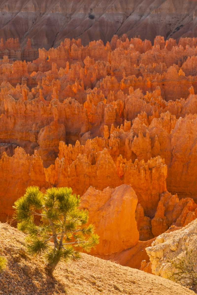 Art Print: USA, Utah, Bryce Canyon NP