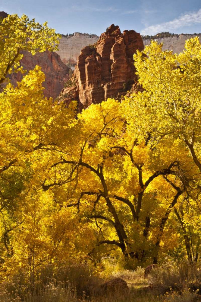 Art Print: UT, Zion NP Autumn cottonwood and rock formation