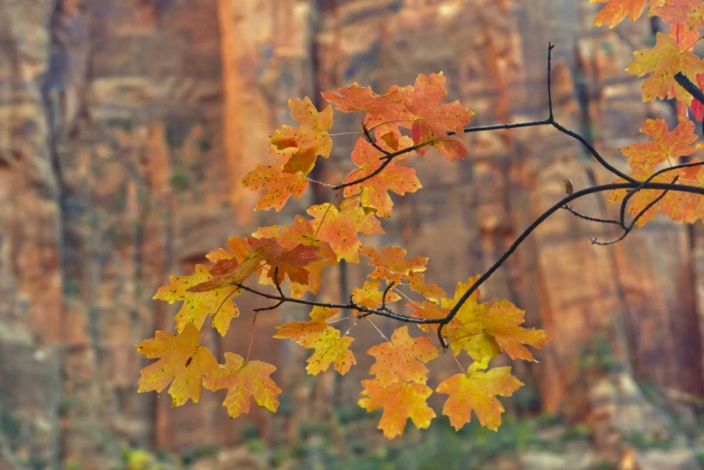 Art Print: UT, Zion NP Autumn-colored maple leaves